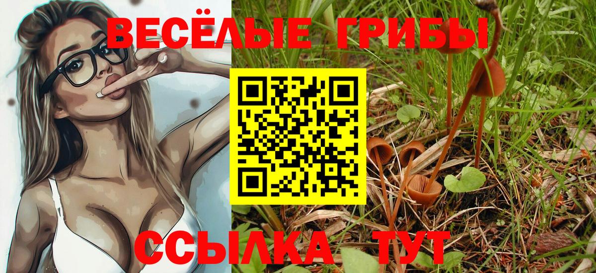 Галлюциногенные грибы Psilocybe  купить наркотик  Краснодар 